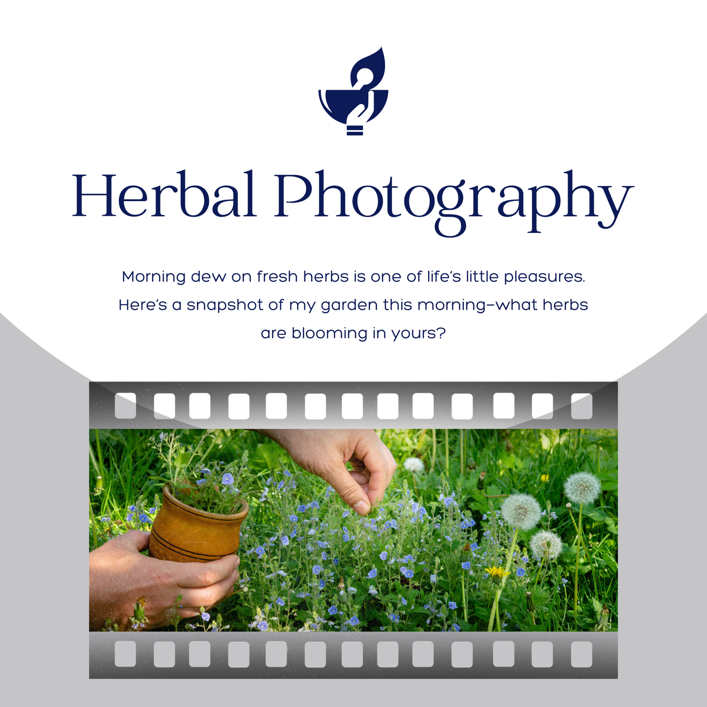 50 Herbal Social Media Templates – Editable Canva Posts for Herbalists & Wellness Brand - The Simple Marketing Shop